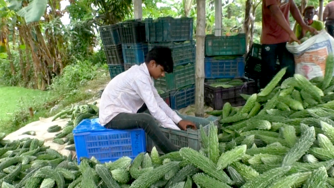 সাতক্ষীরায় করলার বাজারজাতকরণের ব্যস্ততা