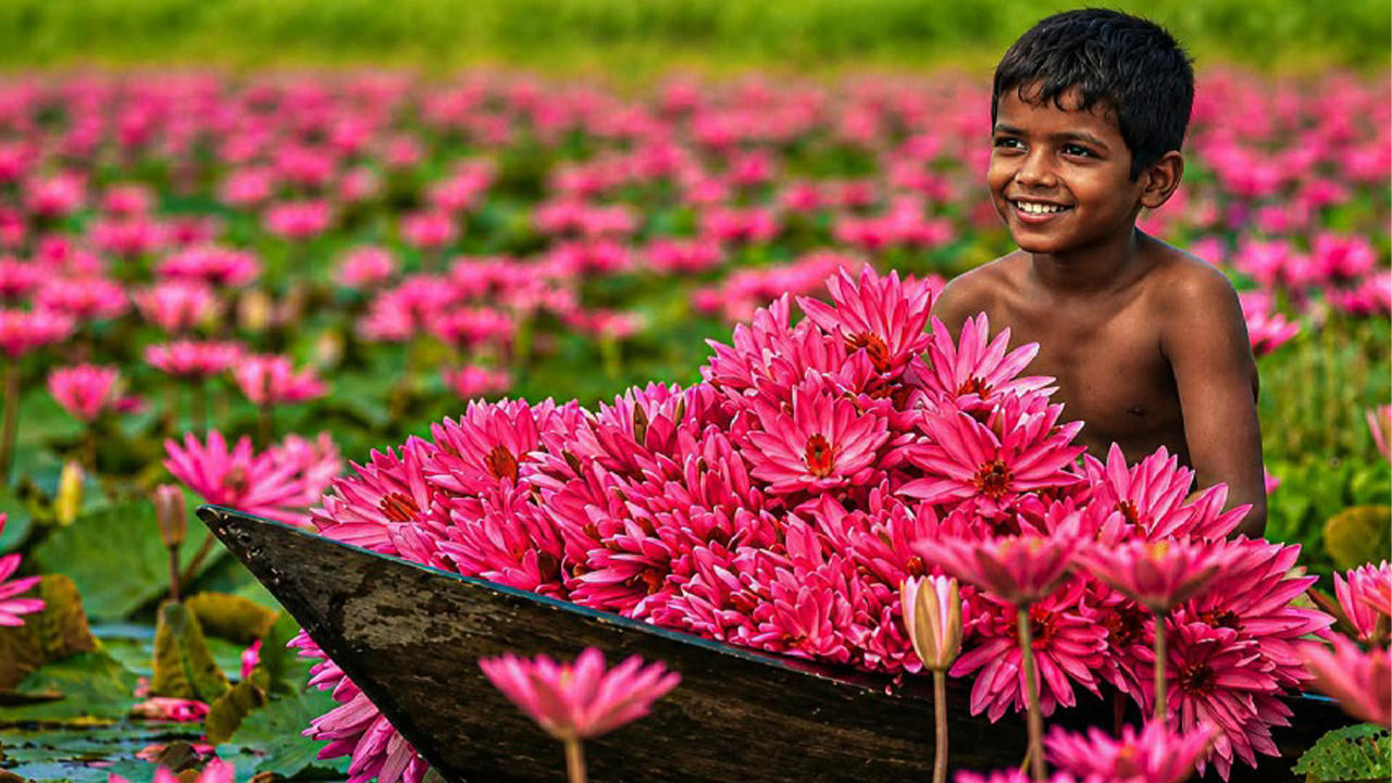 জলের বুকে লাল শাপলার নকশিকাঁথা